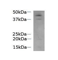 SVR4-like | Supressor of variegation 4 - like in the group Antibodies Plant/Algal / Photosynthesis / Biogenesis/architecture at Agrisera AB (Antibodies for research) (AS13 2726)